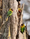 Two Fischer`s Lovebirds Agapornis fischeri