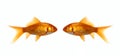 Two fish Royalty Free Stock Photo