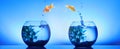 Two fish changing homes. Goldfish jumping from glass fish bowl into another one on blue background Royalty Free Stock Photo