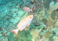 Two fish Crescent-tail bigeye