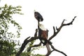 Two fish eagles on a branh Royalty Free Stock Photo
