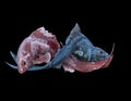 Two fish entwined Royalty Free Stock Photo