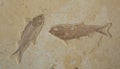 Two fish fossils in sandstone slab