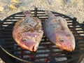 Two fish on grill Royalty Free Stock Photo