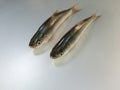 Two fish image in white Background, fish image, Background Blur Royalty Free Stock Photo