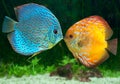 Two fish kissing