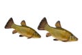 Two fish lenok Brachymystax isolated on white