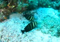 Two fish - Pacific sailfin tang Royalty Free Stock Photo