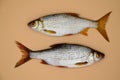 Two fish river roach on orange background cloceup. Concept of kitchen, food preparation, shop windows, market. Fishing concept,