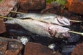 Two fish on skewers on  grill barbecue burning charcoal Royalty Free Stock Photo