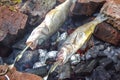 Two fish on skewers on  grill barbecue burning charcoal Royalty Free Stock Photo