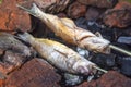 Two fish on skewers on  grill barbecue burning charcoal Royalty Free Stock Photo