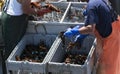 Two fishermen sorting fresh lobster on their boat