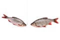 Two fishes, fish on a hook, isolated on white, clipping path Royalty Free Stock Photo