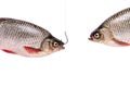 Two fishes, fish on a hook, isolated on white, clipping path Royalty Free Stock Photo