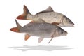 Two fishes isolate Royalty Free Stock Photo
