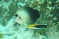 Two fishes - Pearl-scaled angelfish and Blackspot cleaner wrasse Royalty Free Stock Photo