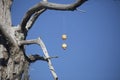 Fishing Bobbers in a Tree Royalty Free Stock Photo