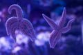 Two five-pointed starfish in the ocean on a blue background. The effect of bokeh close up. Life in the ocean. A pair of starfish, Royalty Free Stock Photo