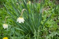 Two flaccid white narcissuses in the grass