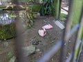 A two flamengoes, flamingo or Phoenicopterus sitting in a cage at the zoo Royalty Free Stock Photo