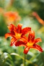 Two flaming lillies on green natural background in fireing natural sun lights.