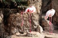 Two Flamingo birds enjoying the sunny day Royalty Free Stock Photo