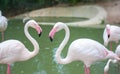 Two flamingo birds is facing to each other, their neck is about to be heart shape