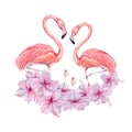 Two flamingo birds with hibiscus flowers watercolor composition. Hand drawn illustration isolated on white background. For Royalty Free Stock Photo