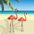 Two flamingo birds at Tropic Beach Royalty Free Stock Photo