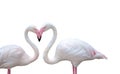 Two flamingo birds on white background combining their neck