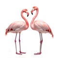 Two flamingo birds on a white background Royalty Free Stock Photo