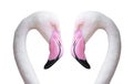 Two flamingo head Royalty Free Stock Photo