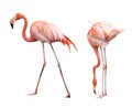 Two flamingo Royalty Free Stock Photo