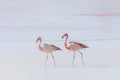 Two flamingo on the lake