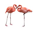 Two Flamingo Royalty Free Stock Photo