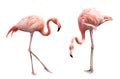 Two flamingo Royalty Free Stock Photo