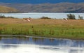 Two flamingoes in Torres del Paine