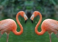 Two flamingos