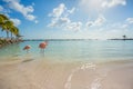 Two flamingos on the beach