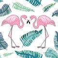 Two flamingos with beaks together with green tropical leaves aroud Royalty Free Stock Photo