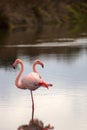 Two flamingos into the Camargue waters, in the South of France, Provence with water mirror image Royalty Free Stock Photo