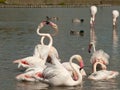 Two flamingos with crossed necks Royalty Free Stock Photo