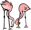 Two Flamingos Feeding