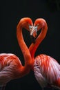 Two flamingos form a heart shape with an affectionate gesture Royalty Free Stock Photo