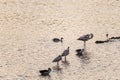 Two flamingos with ibis egret and ducks in Jamnagar