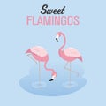 Two flamingos in a lake