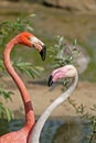 Two Flamingos looking at each other