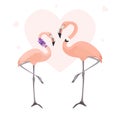 Two flamingos, a love couple for Valentine`s day Royalty Free Stock Photo