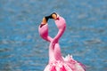 Pink Flamingo Couple kissing at Laguna Canapa in Bolivia Royalty Free Stock Photo